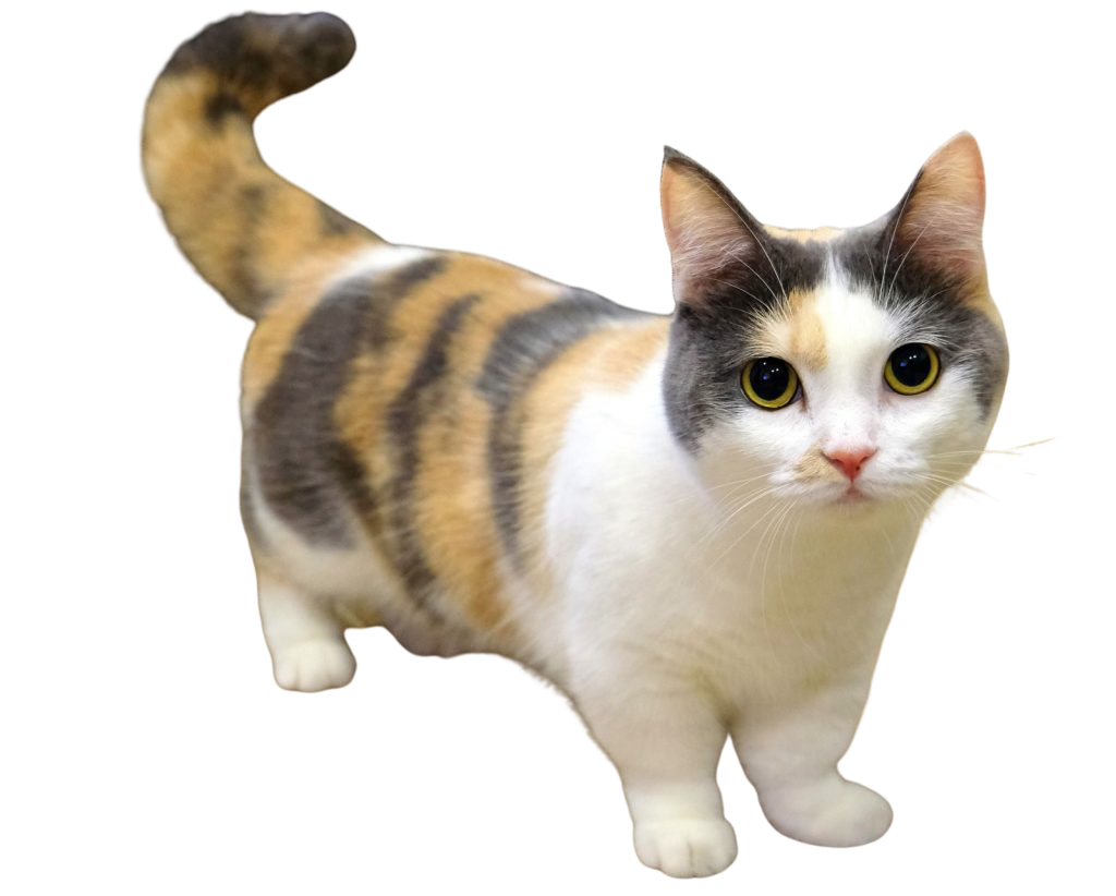 Munchkin cat
